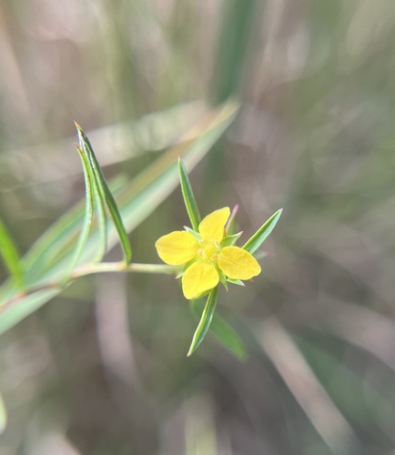 Ludwigia linearis, photograph 4