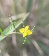 Ludwigia linearis, photograph (c) Megan Herrmann, some rights reserved (CC BY)