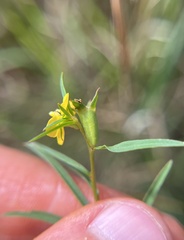 Ludwigia linearis, photograph (c) Megan Herrmann, some rights reserved (CC BY)