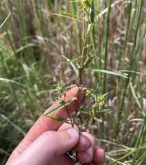 Ludwigia linearis, photograph (c) Megan Herrmann, some rights reserved (CC BY)