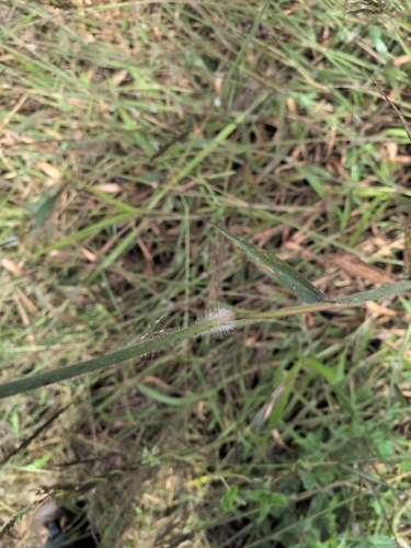 Melinis minutiflora observed 2026-09-11