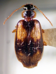 Lebia fuscata