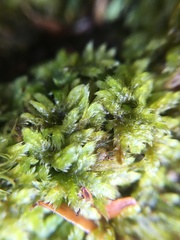 Brotherella recurvans