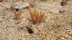 Lastarriaea coriacea