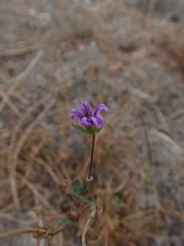 Mediterranean Stork's-bill