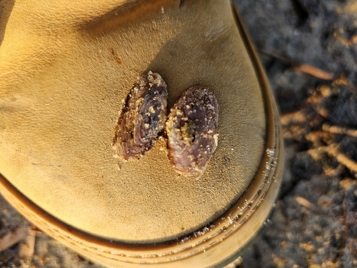 Hiatula alba, 2026-09-10
