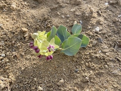 Asclepias cryptoceras davisii