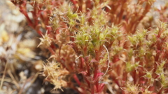 Lastarriaea coriacea