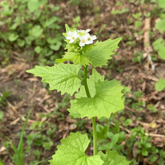 Alliaria petiolata