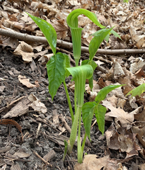 Arisaema triphyllum