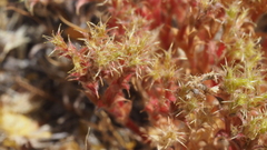 Lastarriaea coriacea