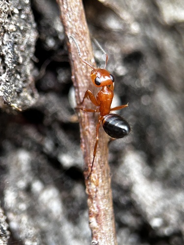 Opisthopsis major