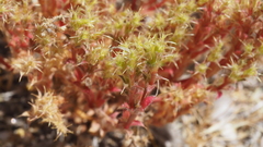 Lastarriaea coriacea