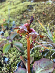 (c) Ingvild Riska, some rights reserved (CC BY) Pyrola grandiflora, photograph (c) Ingvild Riska, some rights reserved (CC BY)