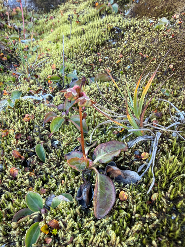 Pyrola grandiflora, photograph 6