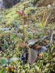 (c) Ingvild Riska, some rights reserved (CC BY) Pyrola grandiflora, photograph (c) Ingvild Riska, some rights reserved (CC BY)