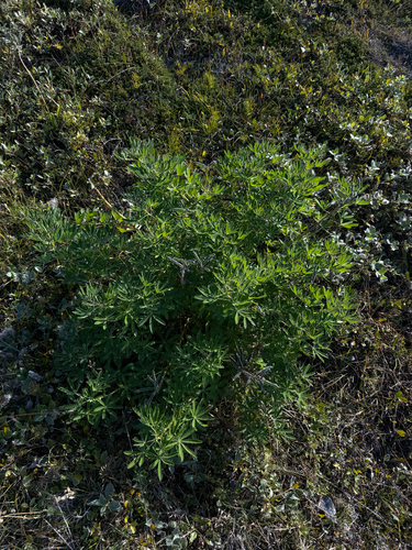 Lupinus nootkatensis, photograph 5