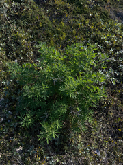(c) Ingvild Riska, some rights reserved (CC BY) Lupinus nootkatensis, photograph (c) Ingvild Riska, some rights reserved (CC BY)