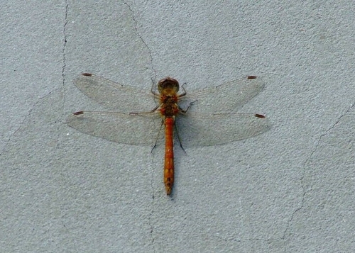 Vagrant Darter