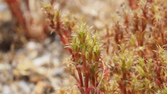 Lastarriaea coriacea