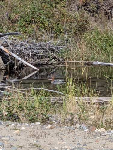 Common Merganser