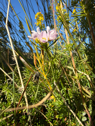 Cardamine pratensis observed 2026-09-05