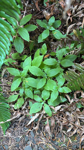 Erythranthe dentata