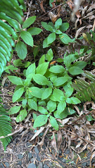 Erythranthe dentata