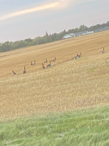 Canada Goose