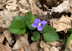 Viola sororia