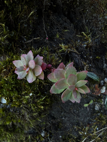 Rhodiola rosea, photograph 3