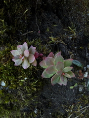 Rhodiola rosea, photograph (c) Ingvild Riska, some rights reserved (CC BY)