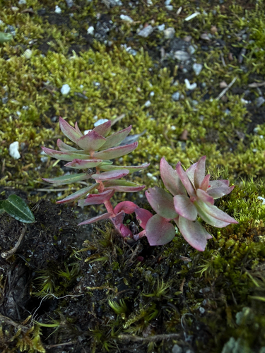 Rhodiola rosea, photograph 4