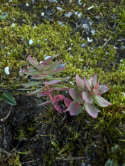 Rhodiola rosea, photograph (c) Ingvild Riska, some rights reserved (CC BY)