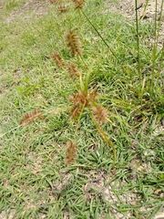 Cyperus pseudothyrsiflorus