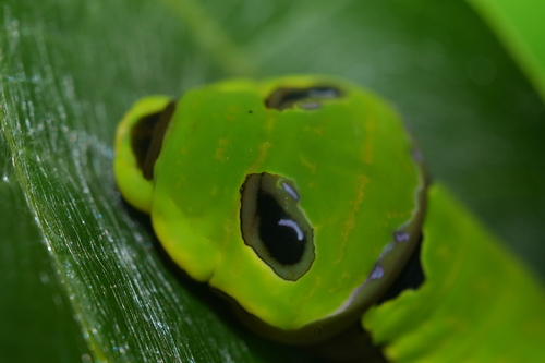 Elwes' Swallowtail