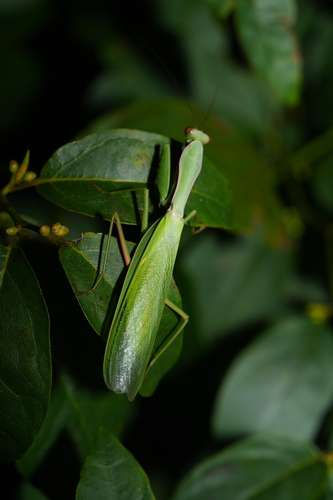 Chinese Reddish Mantis