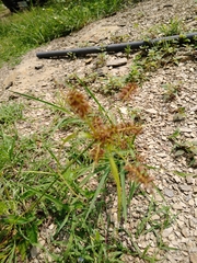 Cyperus pseudothyrsiflorus