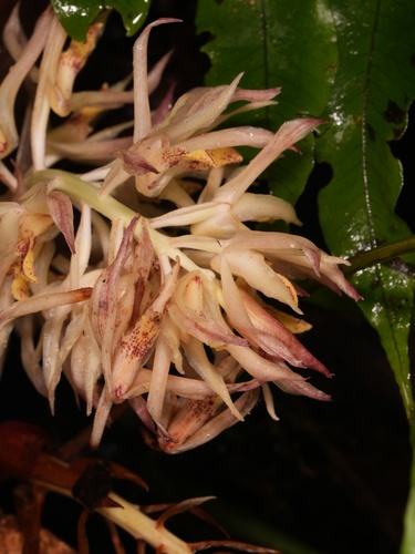 Xylobium elongatum