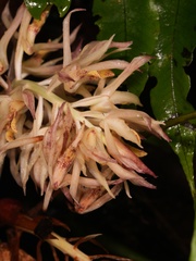 author not stated, no rights reserved Xylobium elongatum, photograph author not stated, no rights reserved