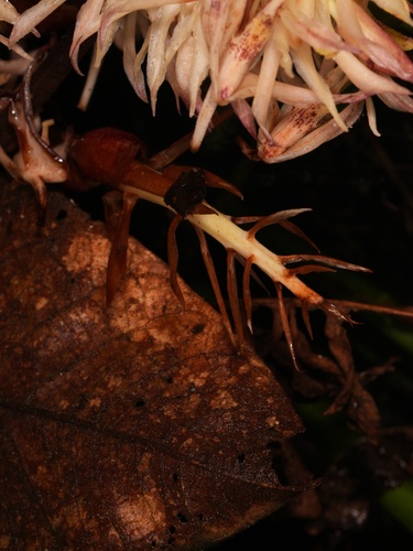 Xylobium elongatum, photograph 2