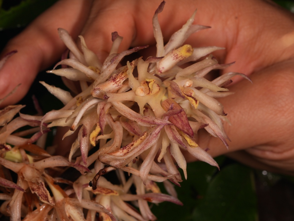 Xylobium elongatum; photograph author not stated, no rights reserved