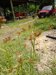 Cyperus pseudothyrsiflorus