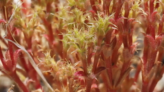 Lastarriaea coriacea