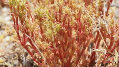 Lastarriaea coriacea