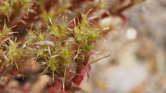 Lastarriaea coriacea