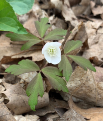 Anemonoides quinquefolia