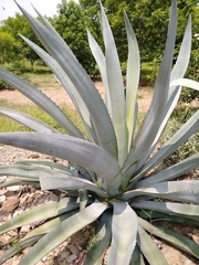 Agave tequilana