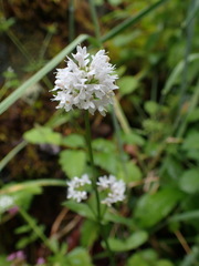Plectritis macrocera