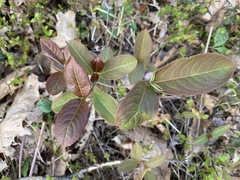 Viburnum cassinoides